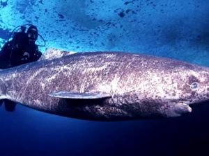 Оседлать гренландскую акулу фото
